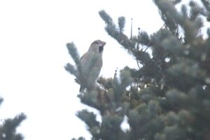 シメ2023年1月6日