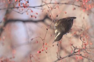 ツグミ2023年1月6日アズキナシ