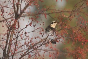 ツグミ2023年1月13日