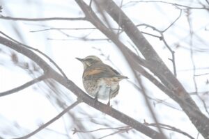 ツグミ2023年1月27日