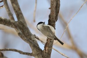 ハシブトガラ2023年1月27日