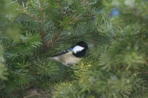 ヒガラ2023年1月6日