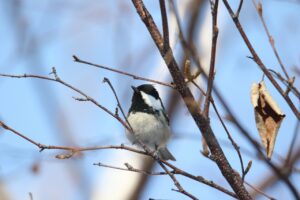 ヒガラ2023年1月13日