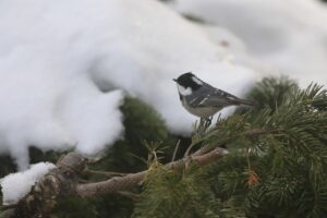 ヒガラ2023年1月20日