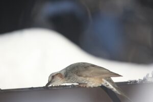 ヒヨドリ2023年1月20日