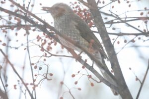 ヒヨドリ2023年1月13日