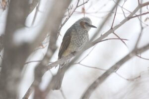 ヒヨドリ2023年1月27日