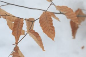 ブナ稚樹2023年1月20日