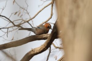 ミヤマカケス2023年1月6日