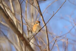 モズ雄2023年1月6日