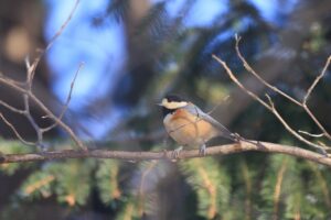 ヤマガラ2023年1月6日