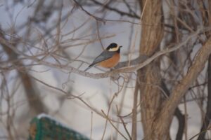 ヤマガラ2023年1月20日