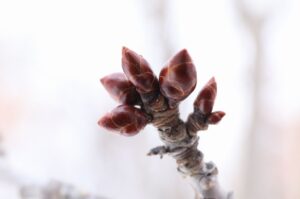 とぼけ顔のサクラ冬芽2023年2月3日エゾヤマザクラ