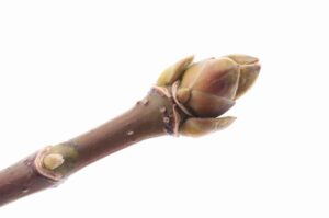 イタヤカエデ2023年2月3日