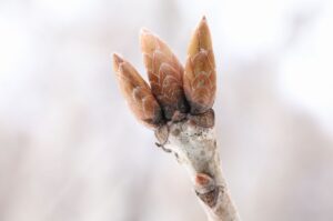 ミズナラ冬芽2023年２月3日