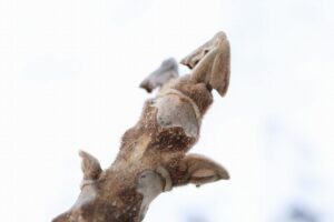 猿顔のオニグルミ冬芽2023年2月3日