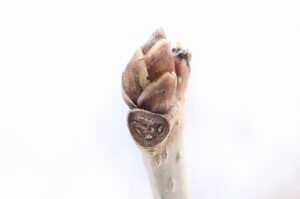 たけのこの里ヤマグワ冬芽2023年2月3日