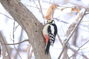 アカゲラ雄2023年2月10日