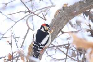 アカゲラ雄2023年2月17日