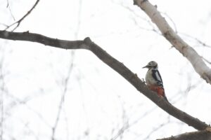 アカゲラ2023年2月24日