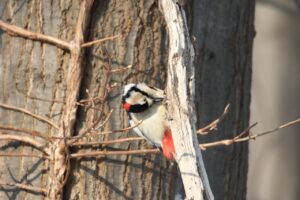 アカゲラ雄2023年2月3日