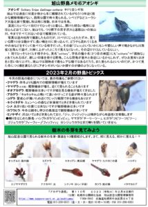アカゲラ通信2023年2月号B面
