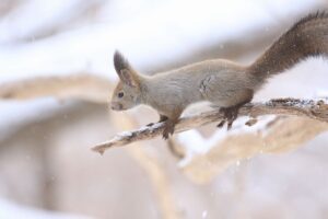 エゾリス2023年2月17日