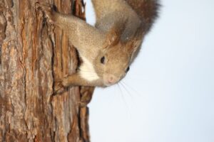 エゾリス2023年2月24日エゾリスの森にて撮影