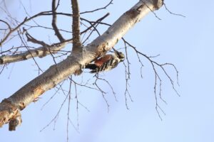 オオアカゲラ雌2023年2月10日