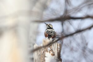 オオアカゲラ雌2023年2月3日