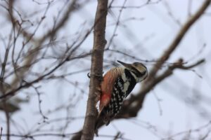 オオアカゲラ雌2023年2月17日