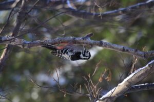 オオアカゲラ雌2023年2月24日