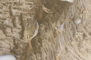 キバシリ2023年2月3日