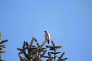 キレンジャク2023年2月3日