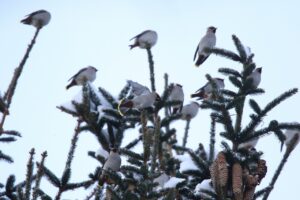 キレンジャク2023年2月10日群れ