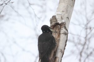 クマゲラ雌2023年2月17日