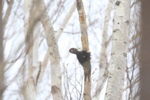 クマゲラ雌2023年2月21日