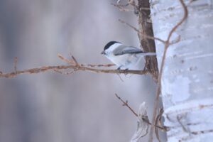 コガラ2023年2月3日