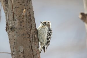 コゲラ2023年2月10日