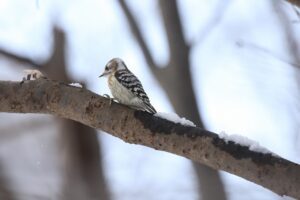 コゲラ2023年2月24日