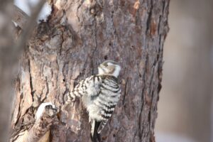 コゲラ2023年2月17日