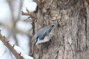 ゴジュウカラ2023年2月24日