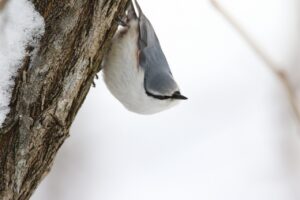 ゴジュウカラ2023年2月10日