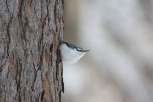 ゴジュウカラ2023年2月17日亜種シロハラゴジュウカラ