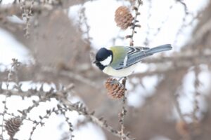 シジュウカラ2023年2月10日