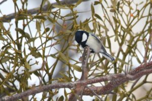 シジュウカラ2023年2月24日
