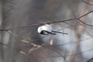 シマエナガ2023年2月3日2