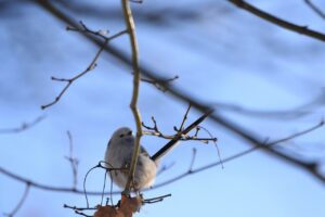 シマエナガ2023年2月10日朝日