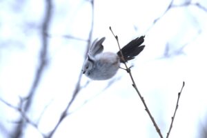 シマエナガ2023年2月17日2