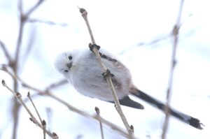 シマエナガ2023年2月10日正面顔